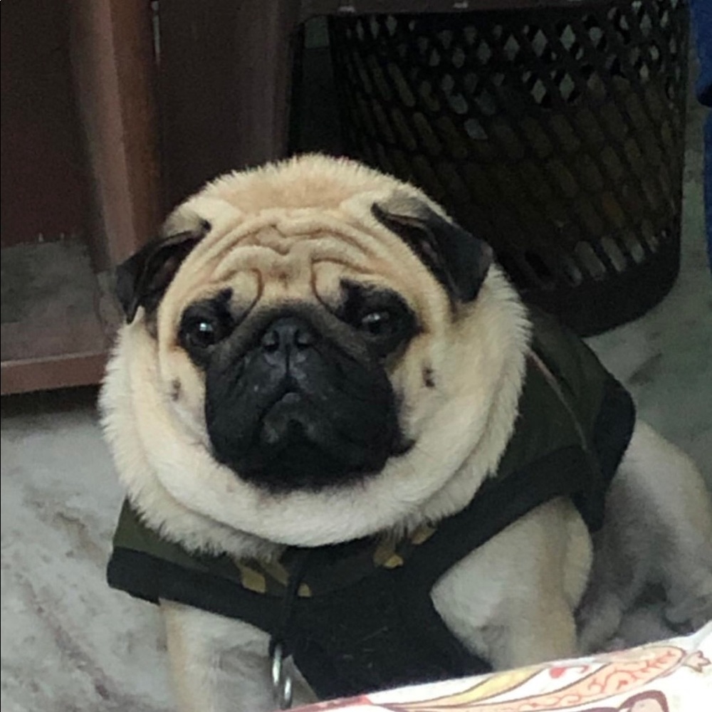 Meet your Posher, Puneet